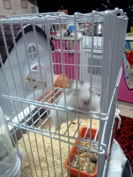 Продам хомячиху с клеткой