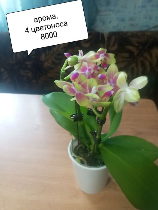 Комнатные цветы недорого