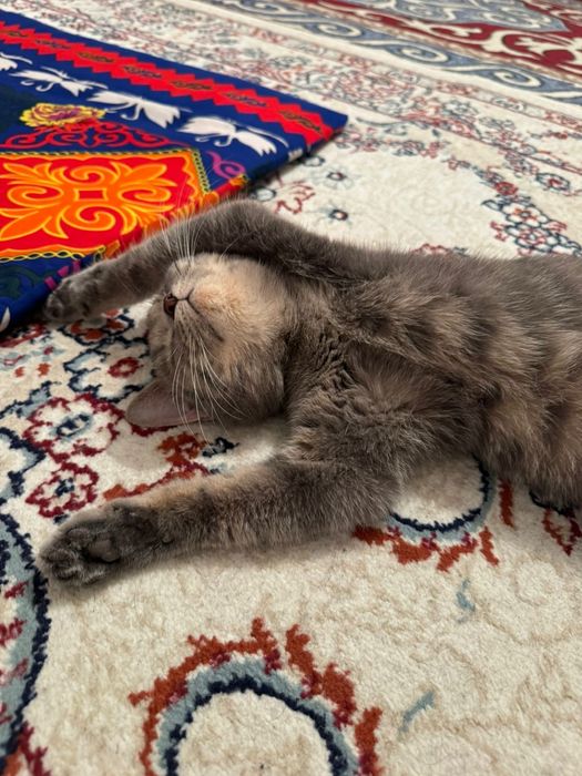 Отдам кошку в хорошие руки