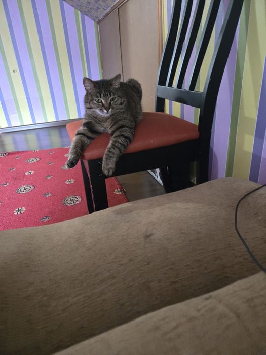 Отдам кошку в добрые руки