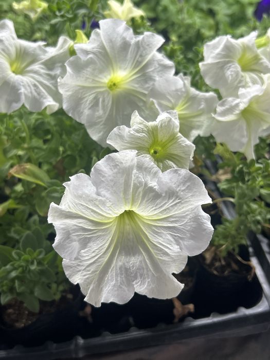 Петуния оптом и в розницу