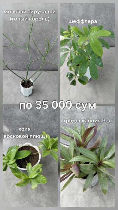 Комнатные цветы недорого