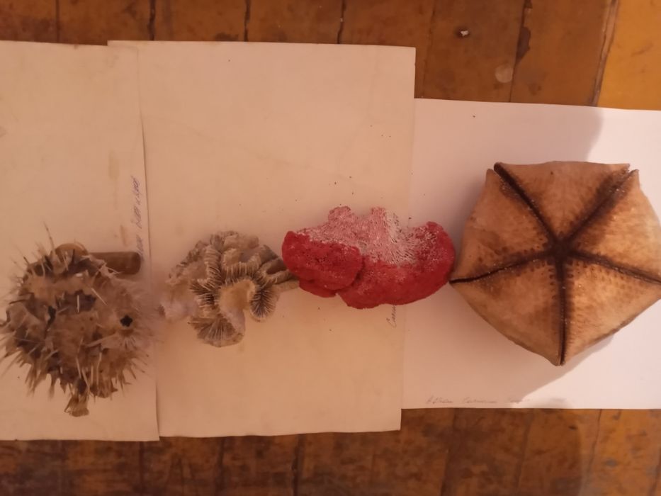 Продам обитателей океана