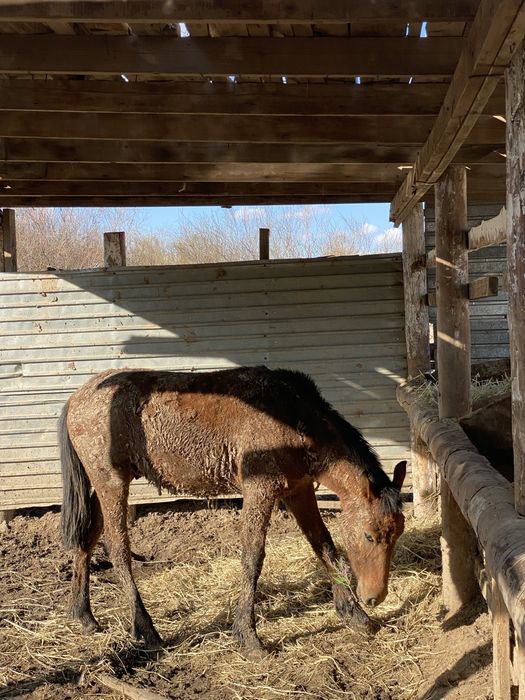 Тай сатылады срочно