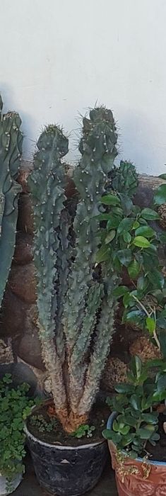 Продаю цветы комнатные многолетние фикус,денежное дерево,жасмин