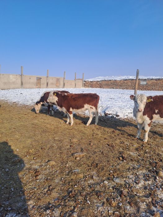 Продам телки, телечки, крс