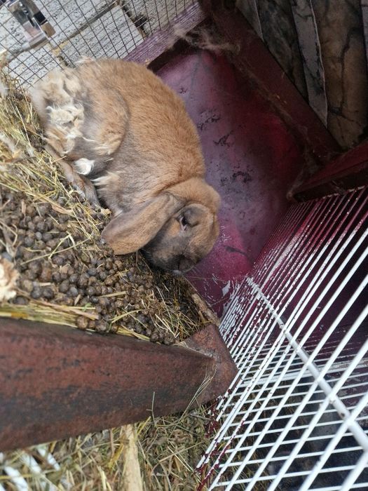 Iepuri Berbec German / Urias German