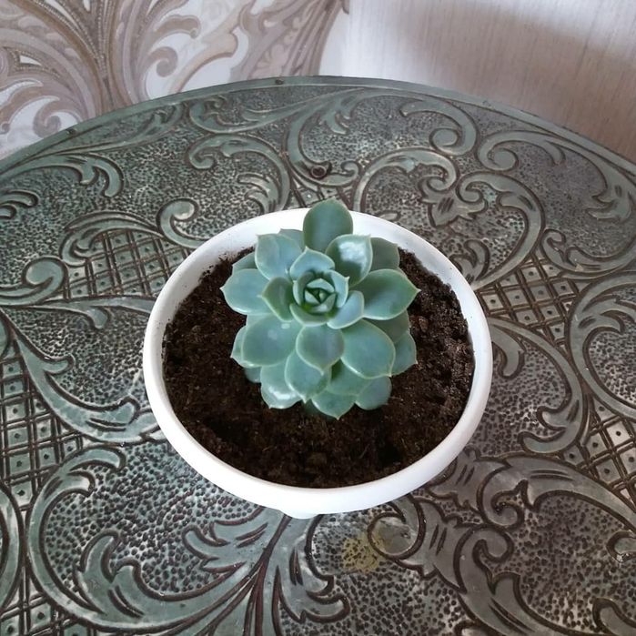 Комнатные растения-сукуленты.