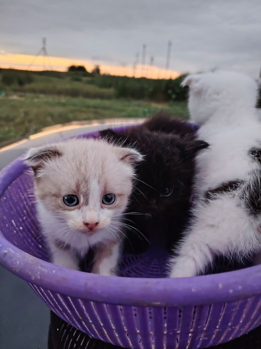 Котята в добрые руки