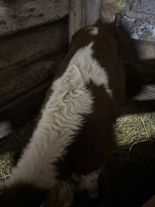 Продам теленка бычок