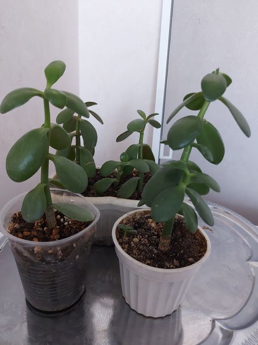 Продам цветок толстяка.