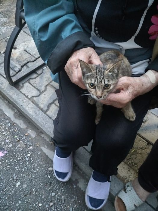 Котята в хорошие руки