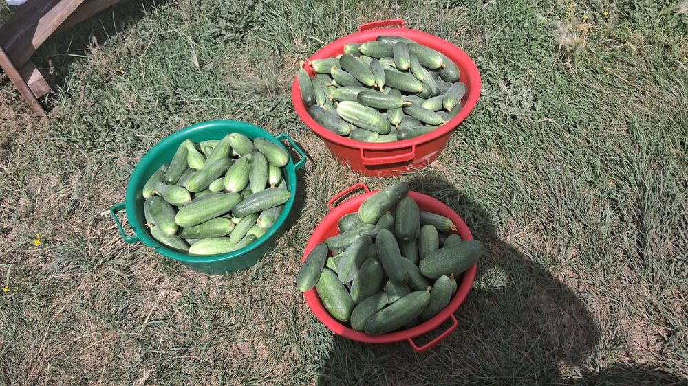 продам огурцы домашние