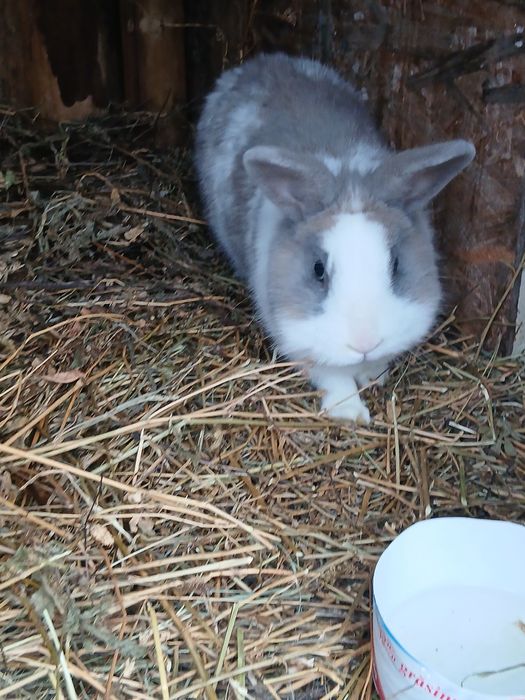 Vând sau schimb 3 iepuri cap de leu pitic!