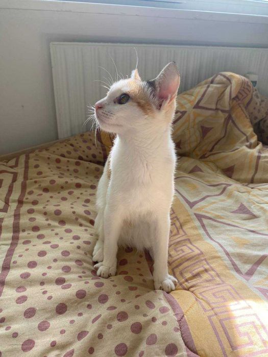 Подаряваме женско коте