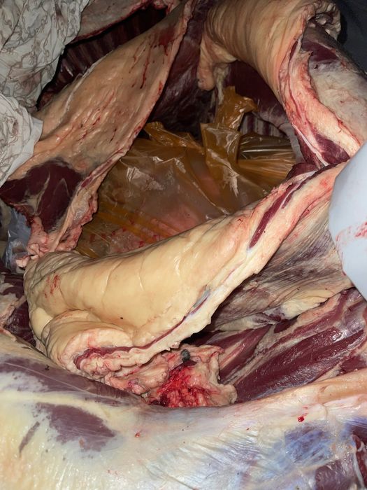 Тай жабагы  сатылады