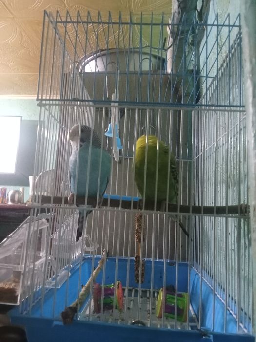 Попугай. Двое парачка.