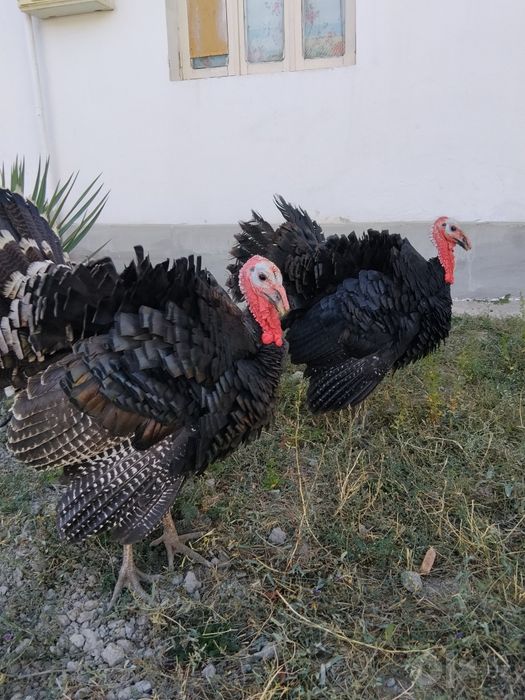 Induk kurka sotiladi