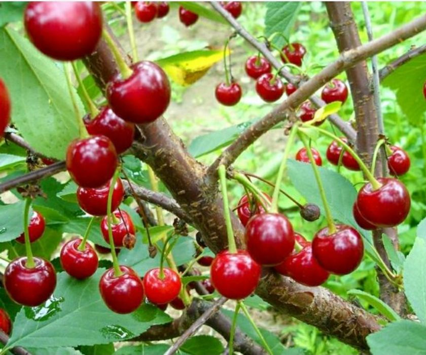 Pomi fructiferi glia Strămoșească (Visin )