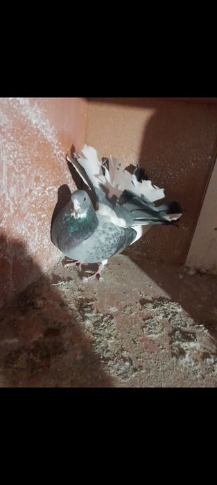 Vând porumbei curcani