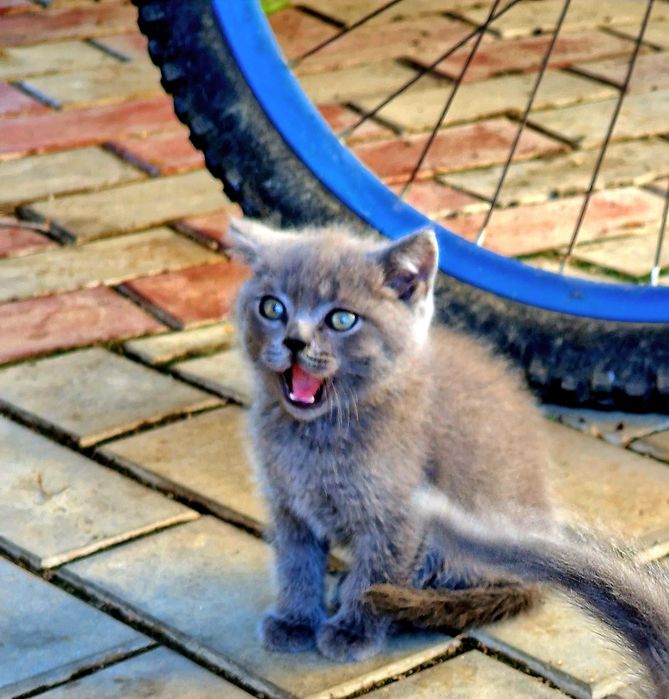 British shorthair