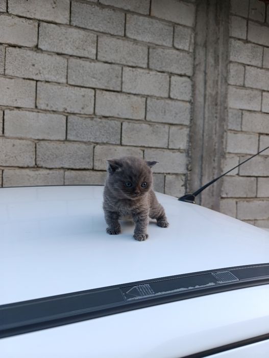 Mushukchalar sotiladi