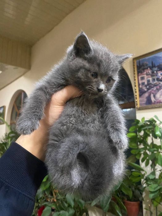 Skotish strayt sotiladi