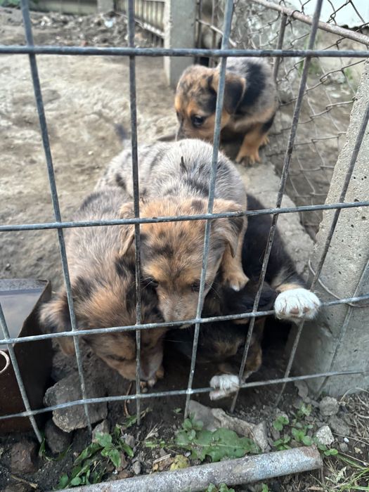 Caini spre adopție