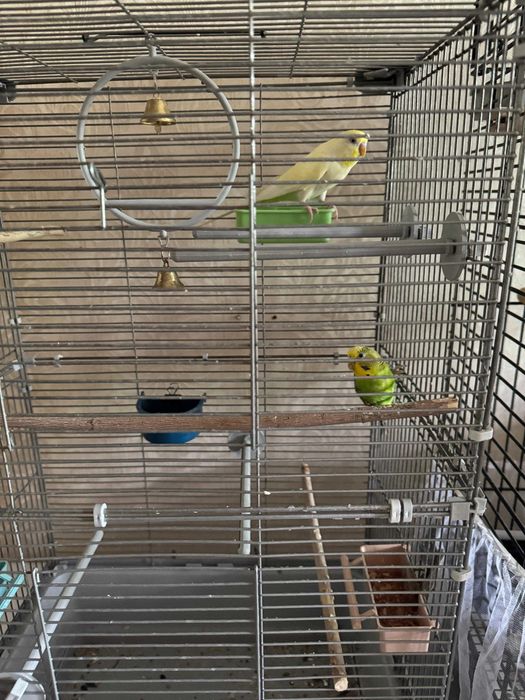 Продам пару волнистых попугаев