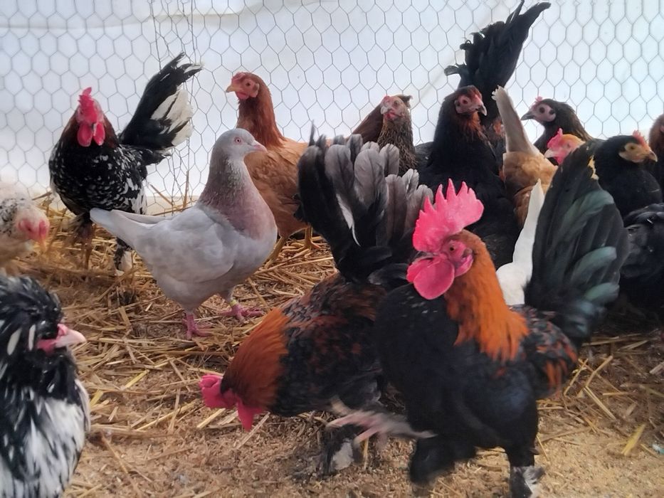 Vând perechi gaini si cocoși pitici sau 2+1