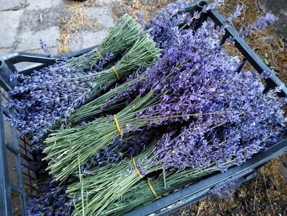 Buchete uscate de flori de lavanda