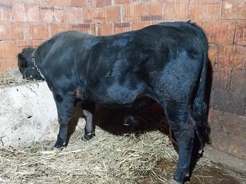 Vând tauras și vitea 8-9luni