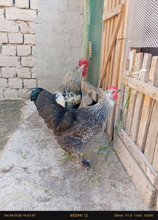 Uy tovuq va xoʻroz sotiladi