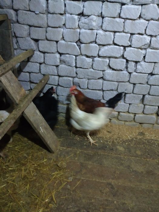 Сатылады продаётся