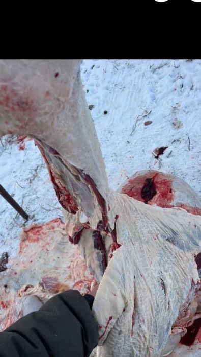 Говядина мясо оптом тушами