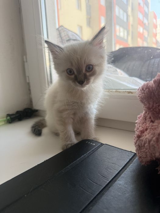 Котенок Ластик, мальчик