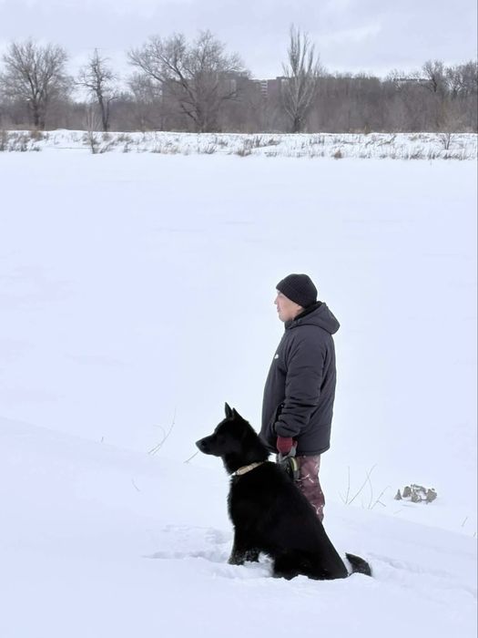 Дрессировка собак