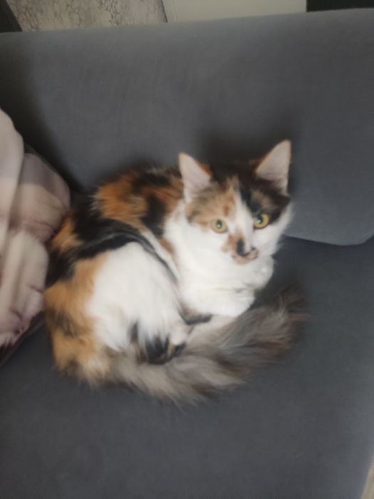 Отдам кошку в хорошие руки