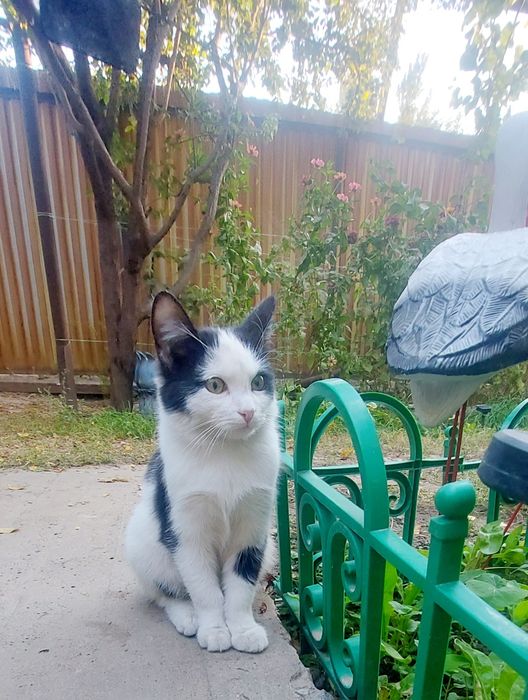 Котик Мальчик в заботливые руки