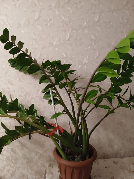 Продам комнатный цветок