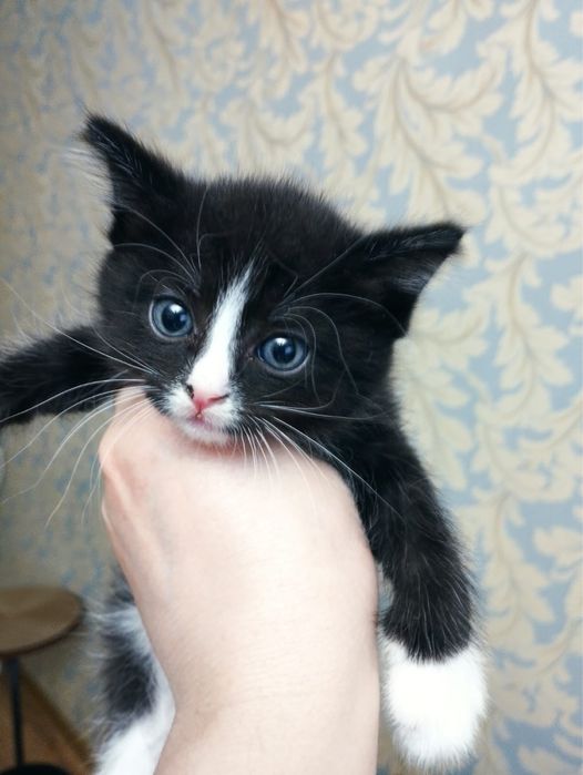 Отдам прекрасных котят