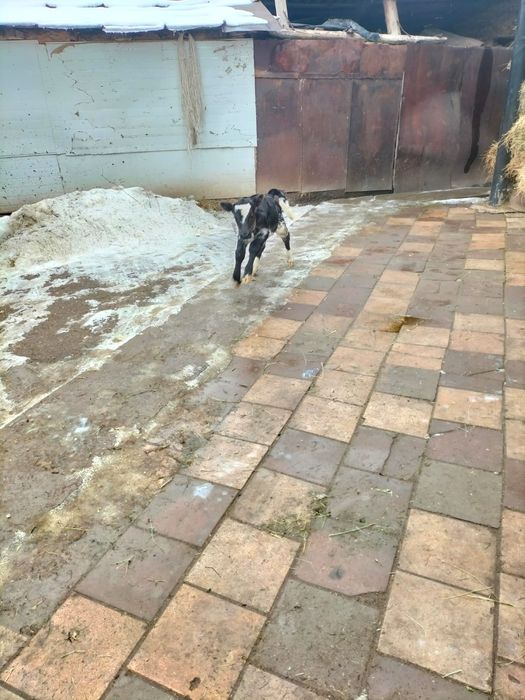 Продам телёнка бычка