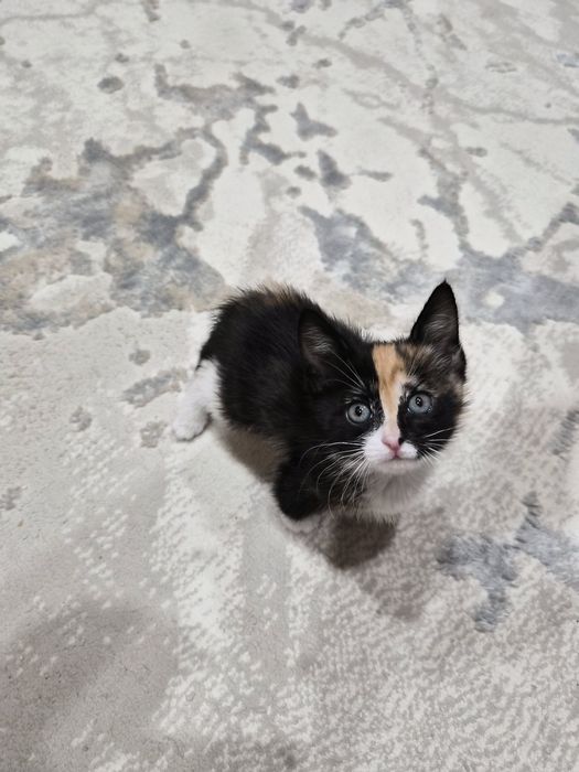 Отдам котенка в хорошие руки