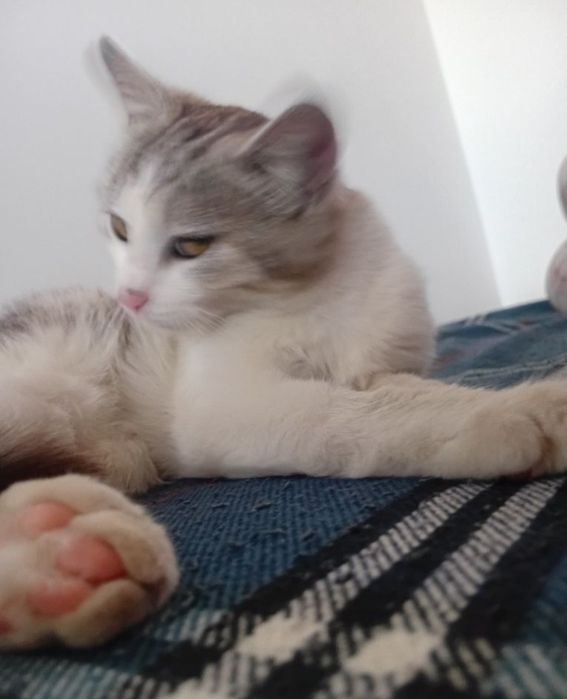Кот ищет дом. любим