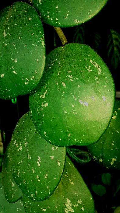 Хойи разных сортов  Растения Цветы