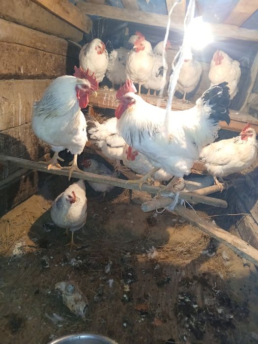 Чистокровный адлер