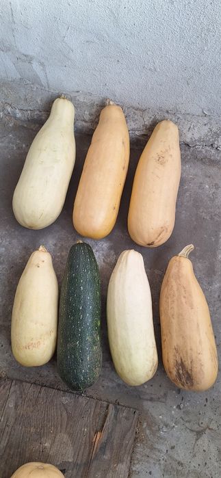 Продам кабачки дачные крупные