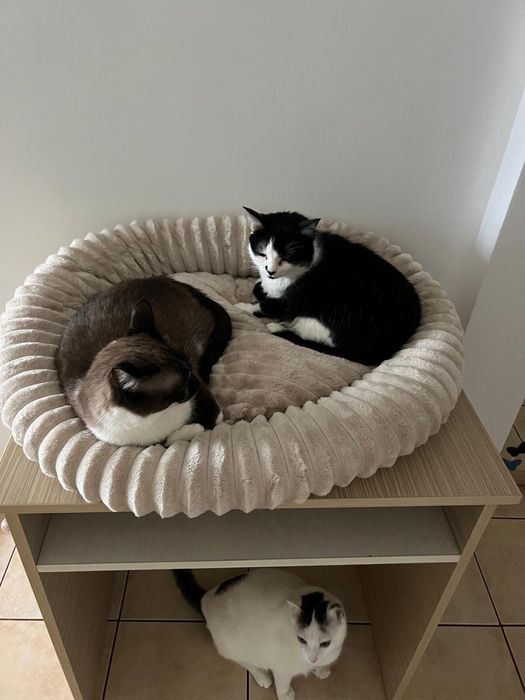 Pet sitter / Bonă pentru animale
