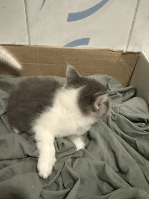 Котята короткошерсть британские