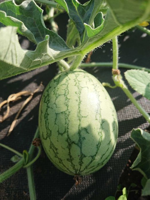 Дача в городе с баней и теплицей, 7 линия